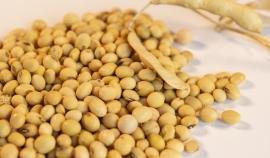 Учёные Вавиловского университета создали новые сорта масличных культур